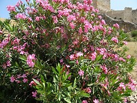 Oleander