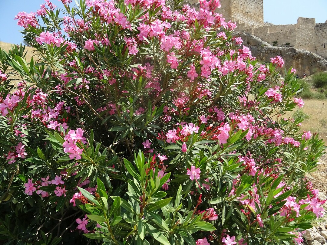 Oleander