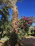 bougainville