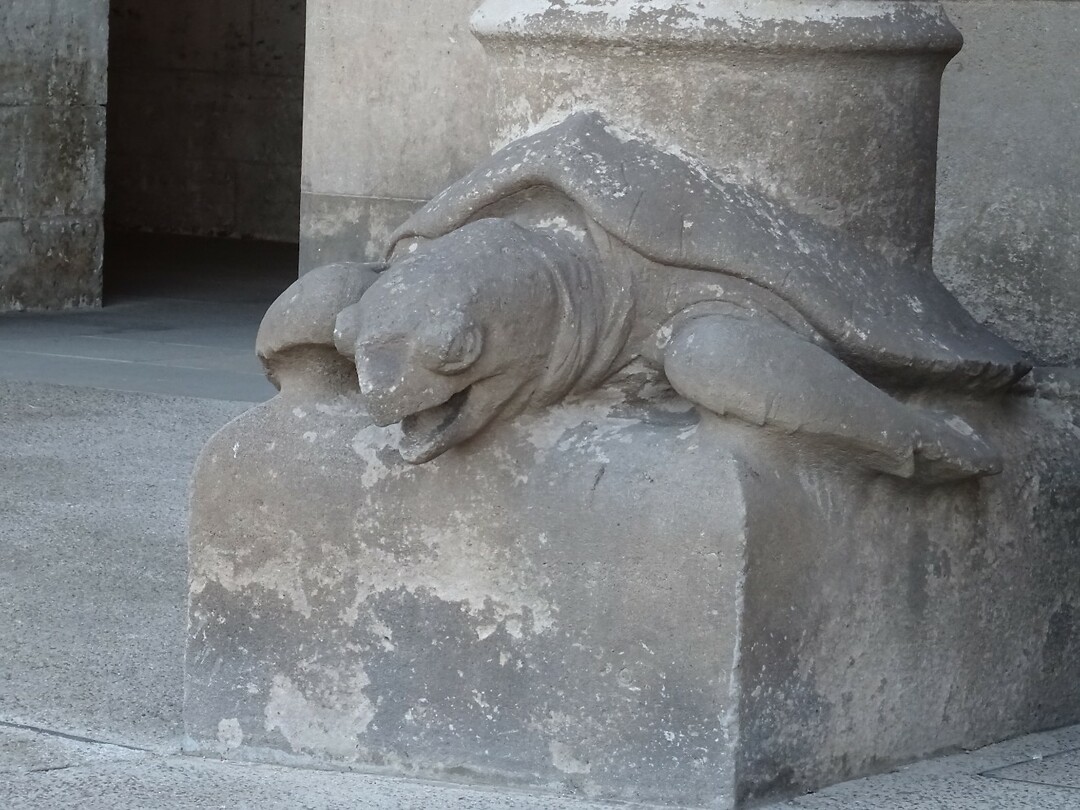 schildpad