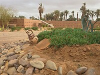ioudour sahara cactacea