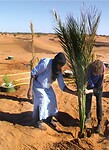 joudour sahara boomplantdag 2017