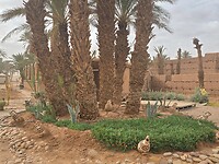 joudour sahara palmbomen