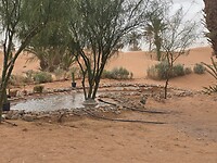 joudour sahara vogeldrinkplaats