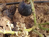Egg Essmar aubergine uit eigen tuin