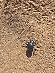 Scarabee met sporen in zand