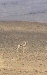 Dorcas gazelle