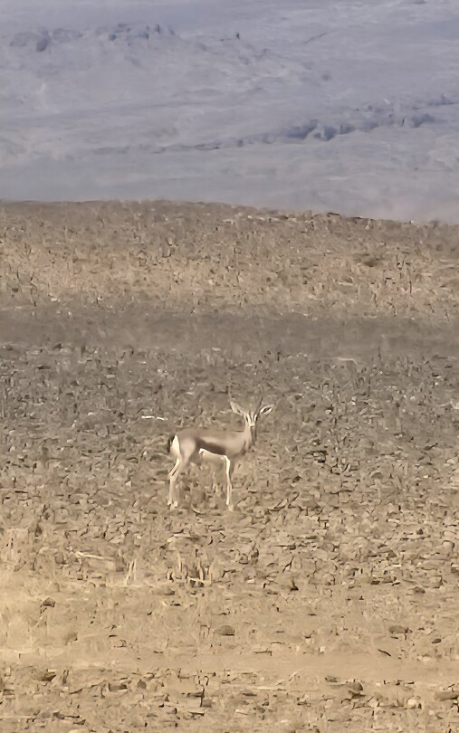 Dorcas gazelle
