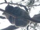 Koala!!!