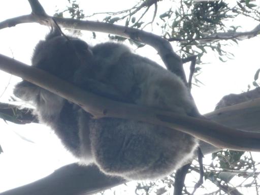 Koala!!!