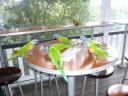 Birds in hostel Noosa