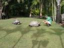 Schildpad(jes)