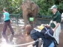 Even een olifant bijvoeren