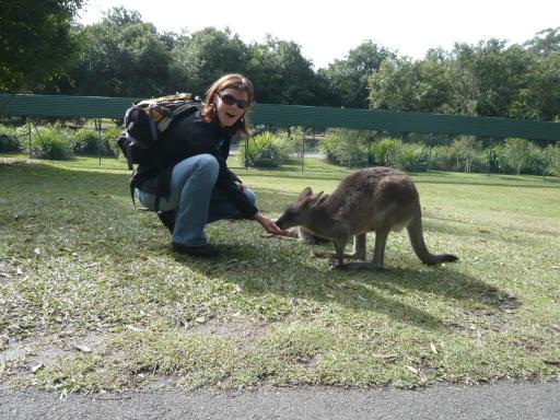 Kangaroo