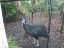 Cassowary