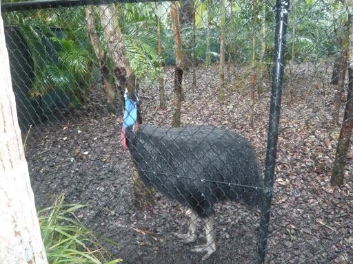Cassowary