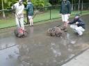 Wombats aan de lijn