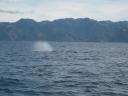 Sperm whale (aka Potvis)