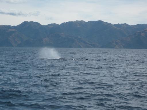 Sperm whale (aka Potvis)