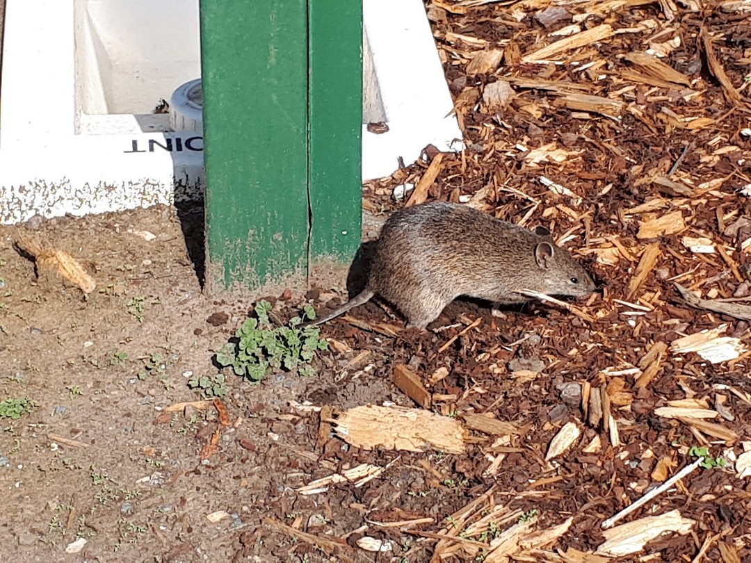 Bandicoot (buideldas). Lopen veel over de camping.