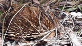 Echidna in NP Cradel mountain, st claire