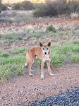 Dingo
