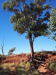 the mereenie loop road