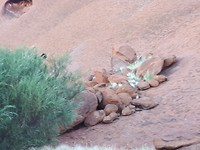Prachtige ochtendwandeling Uluru