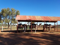 De "kamelenfarm".