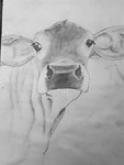 Pepijn heeft zijn lievelingskoe Joyke getekend. Justin herkende haar meteen!