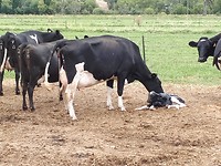 Een moederkoe met een net geboren kalfje.
