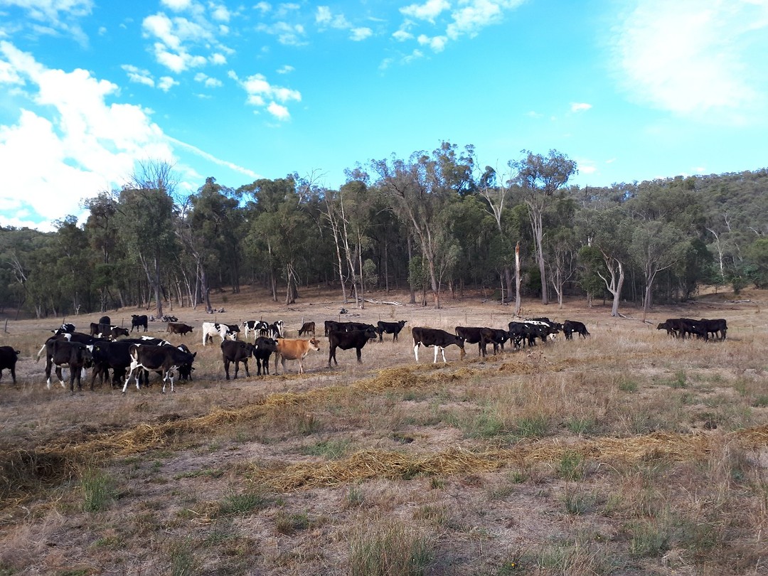 De Heifers