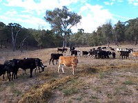 De Heifers