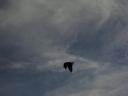 de lake eagle