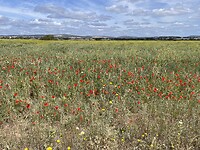 IMG_5239