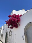 IMG_3596
