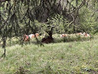 IMG_7103