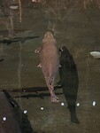 IMG_2264