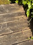 IMG_4099
