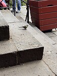 IMG_4733