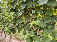 IMG_4749