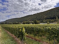 IMG_4750