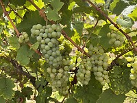 IMG_4755