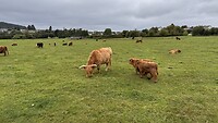 IMG_4798