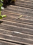 IMG_6439