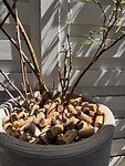 IMG_6490