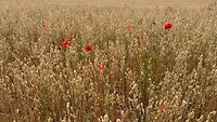 IMG_6712