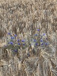 IMG_6739