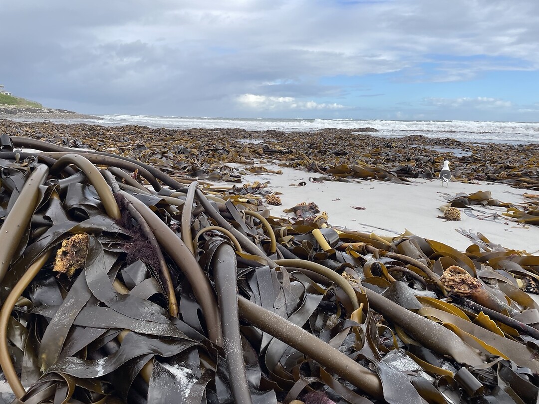 Kelp