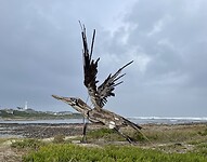 Vogel2